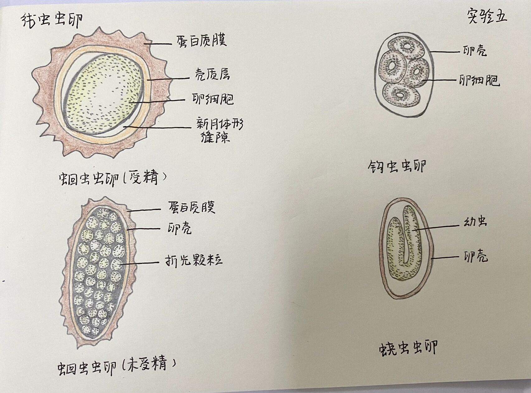 疟原虫小滋养体手绘图图片