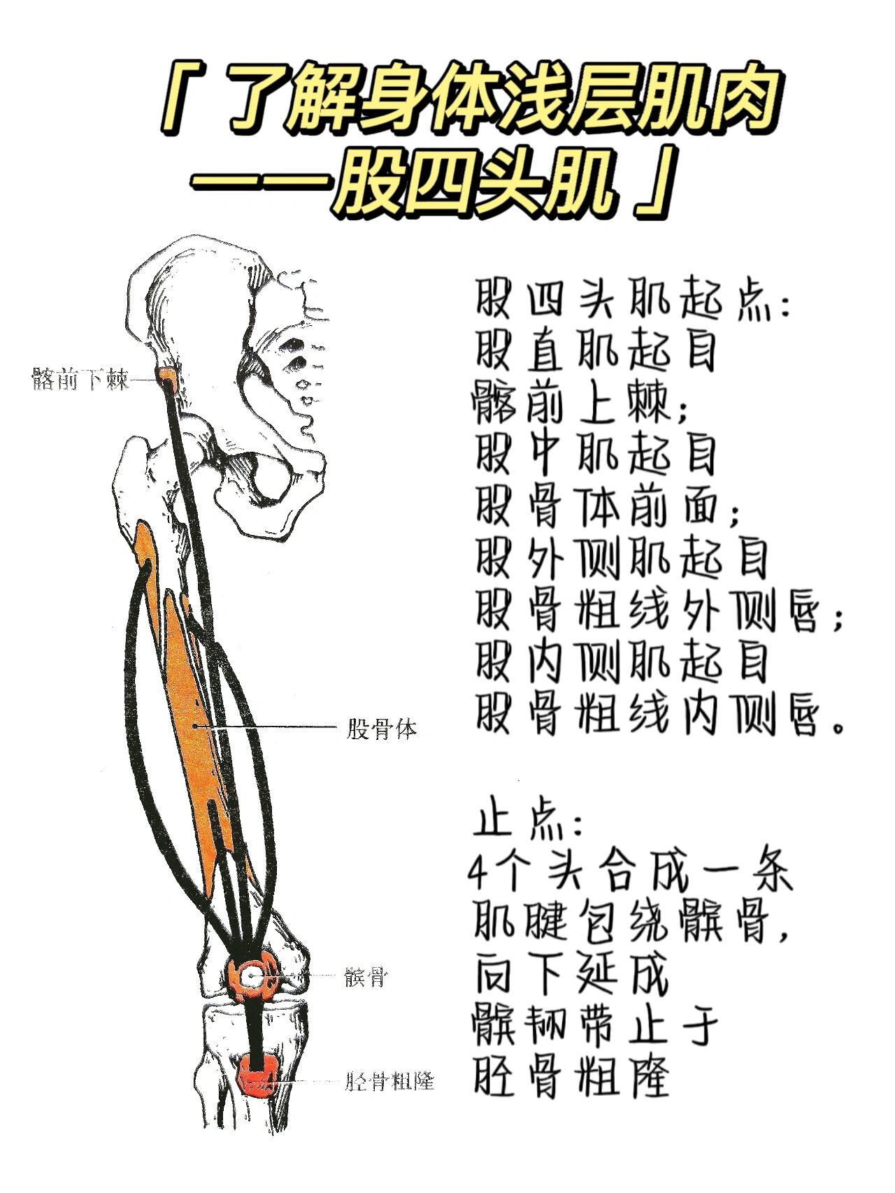 了解身体浅层肌肉——大腿前侧肌群 股四头肌: 由股直肌,股中肌,股