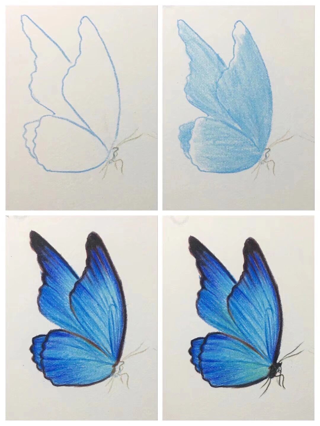 零基础彩铅:彩铅蝴蝶?