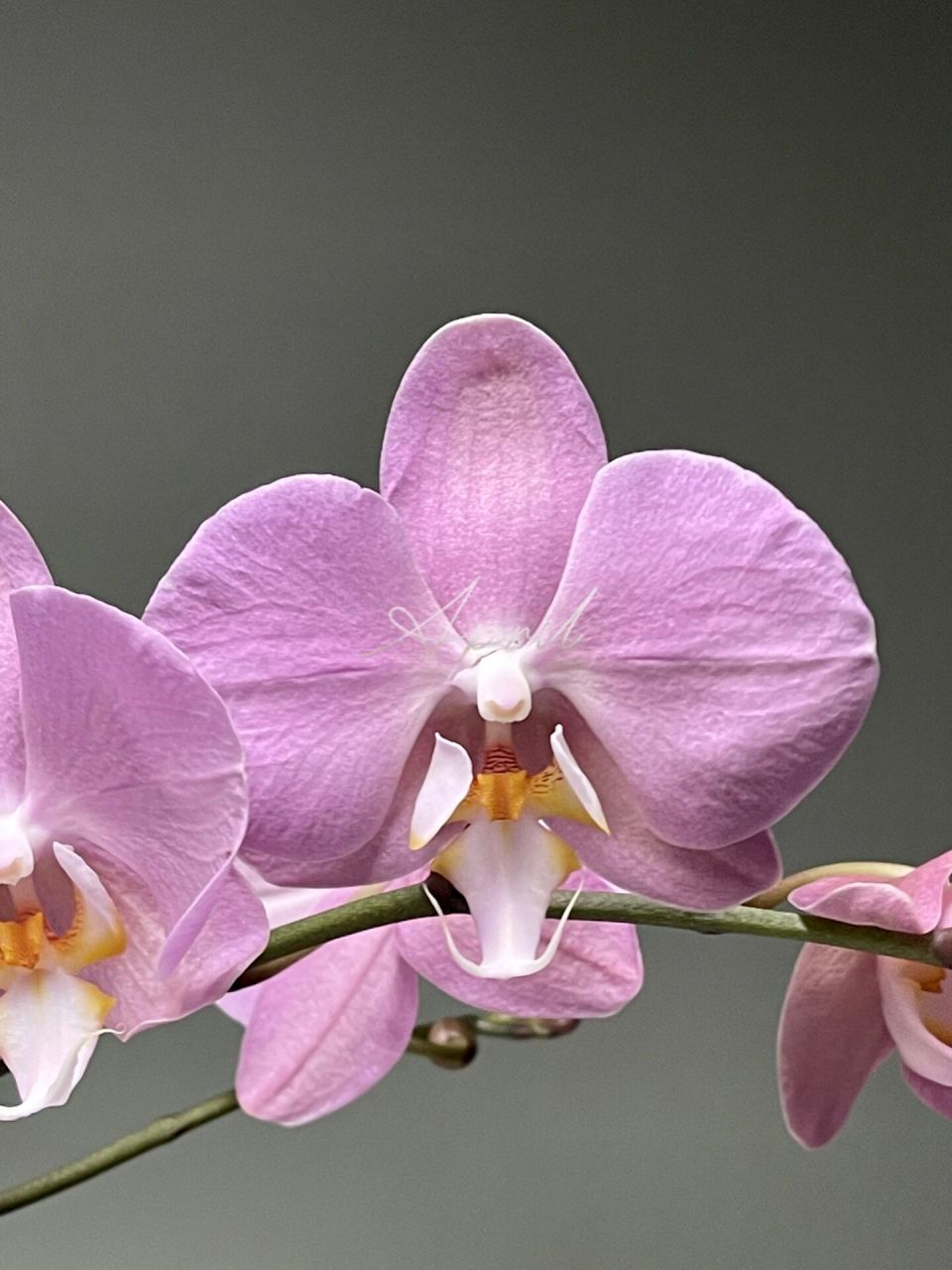 安祖蝴蝶兰 帕多瓦 想了很久终于等到你系列 灰调粉紫色白花舌配色