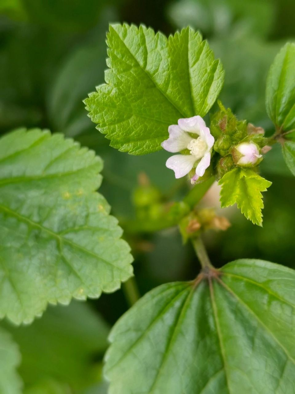 冬寒菜,记忆中的生活 味觉 冬寒菜,学名冬葵,锦葵科,锦葵属.