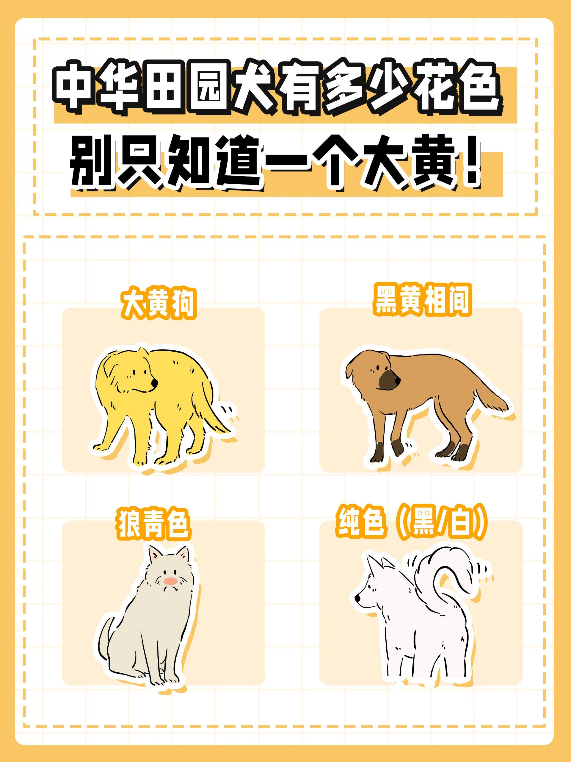 中华田园犬有多少花色?