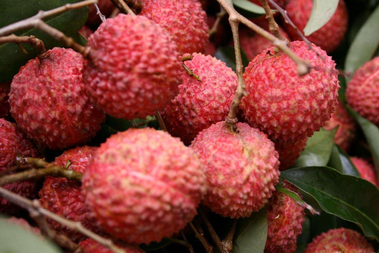 广东省特产 - 惠来荔枝 惠来荔枝,别名丹荔,丽枝,与香蕉,菠萝,龙眼