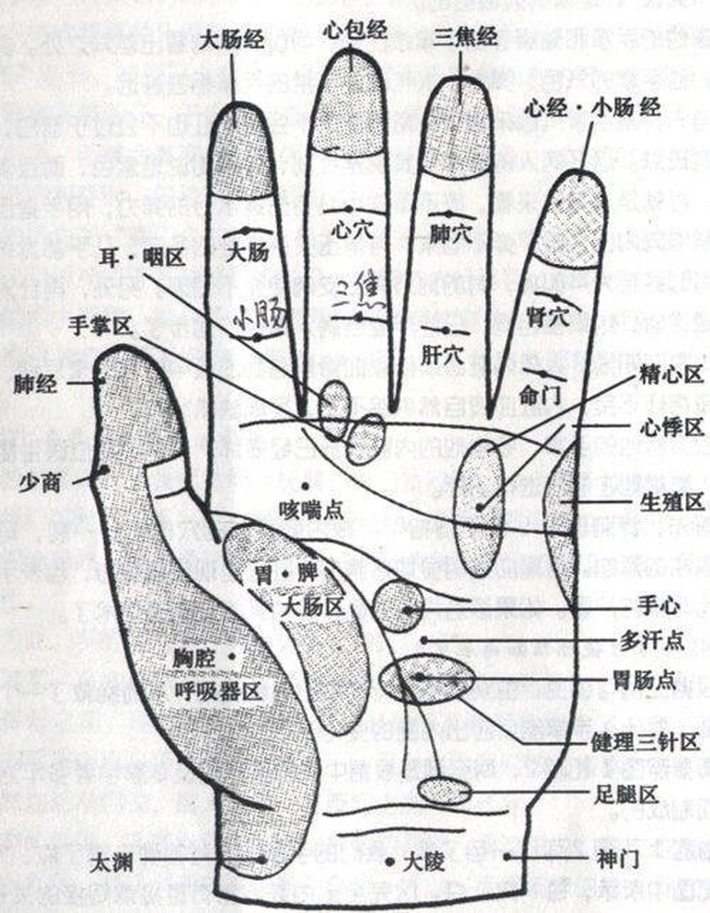 肚子反射区图图片