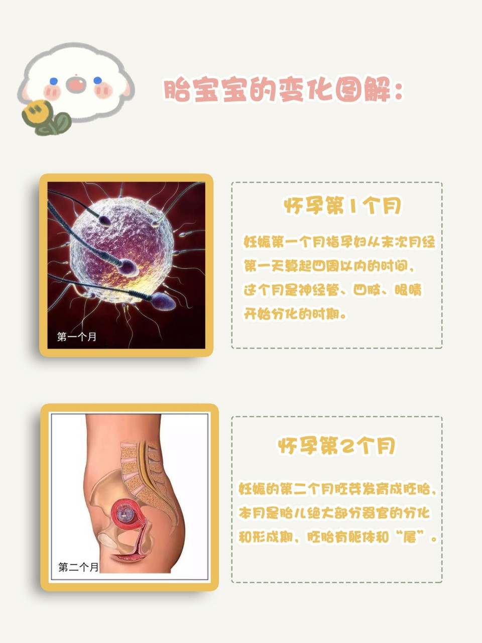 怀孕1-10月完整胎儿成长图解,收藏对照看哦 92妊娠第一个月指孕妇从