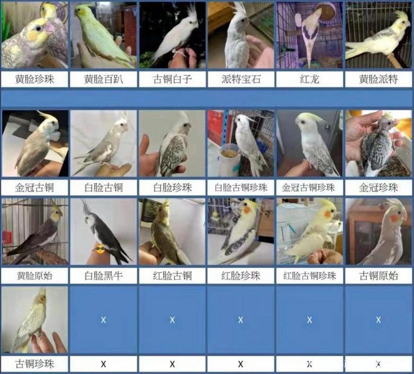玄凤鹦鹉的品种与图片图片