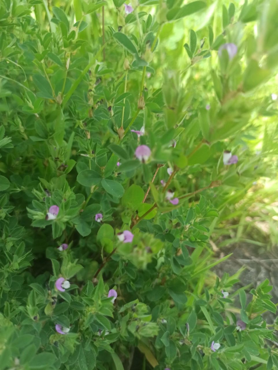 别名:人字草,公母草,掐不齐,牛黄黄 鸡眼草植株矮小,分枝密集,三出