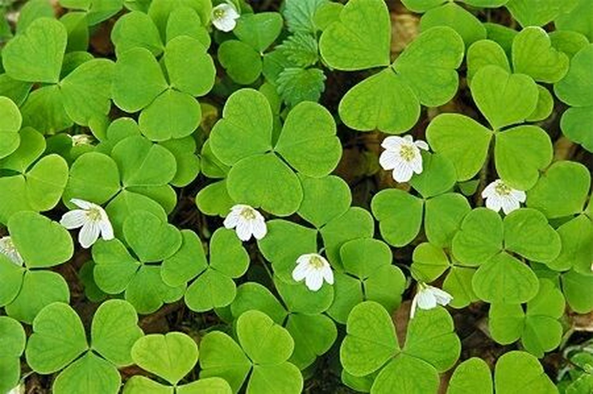 60156015问题来了 三叶草就是酢浆草?