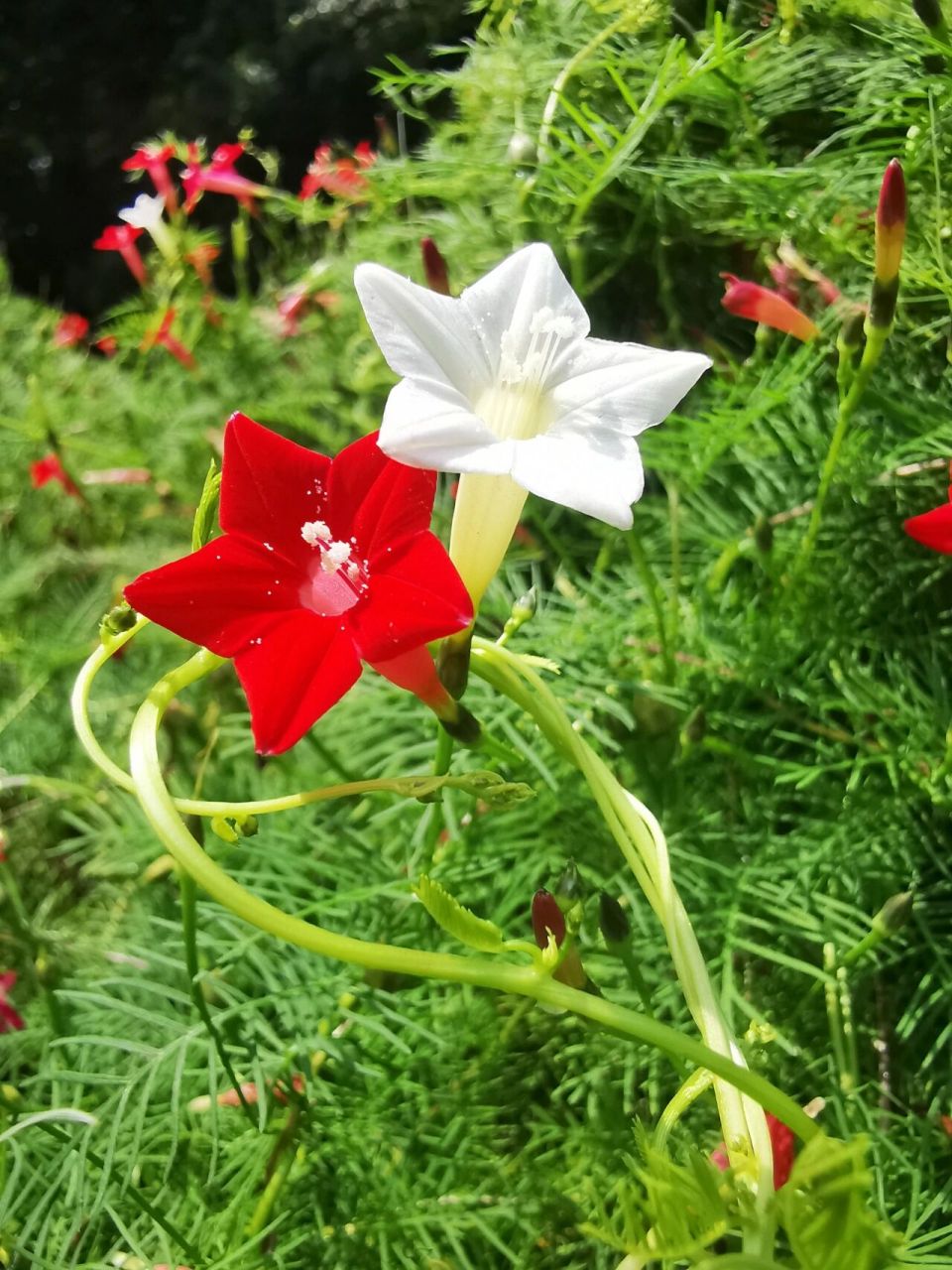 五角星花    中文名:茑萝(niǎo luó)松 拉丁学