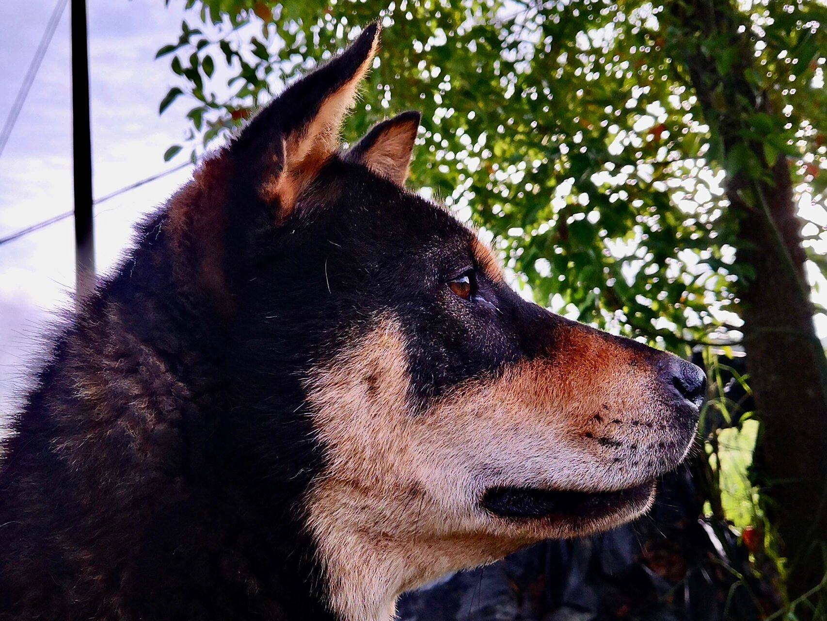 四眼铁包金 四眼铁包金田园犬,又称四眉犬,黄四眉,据老人说它是传说中