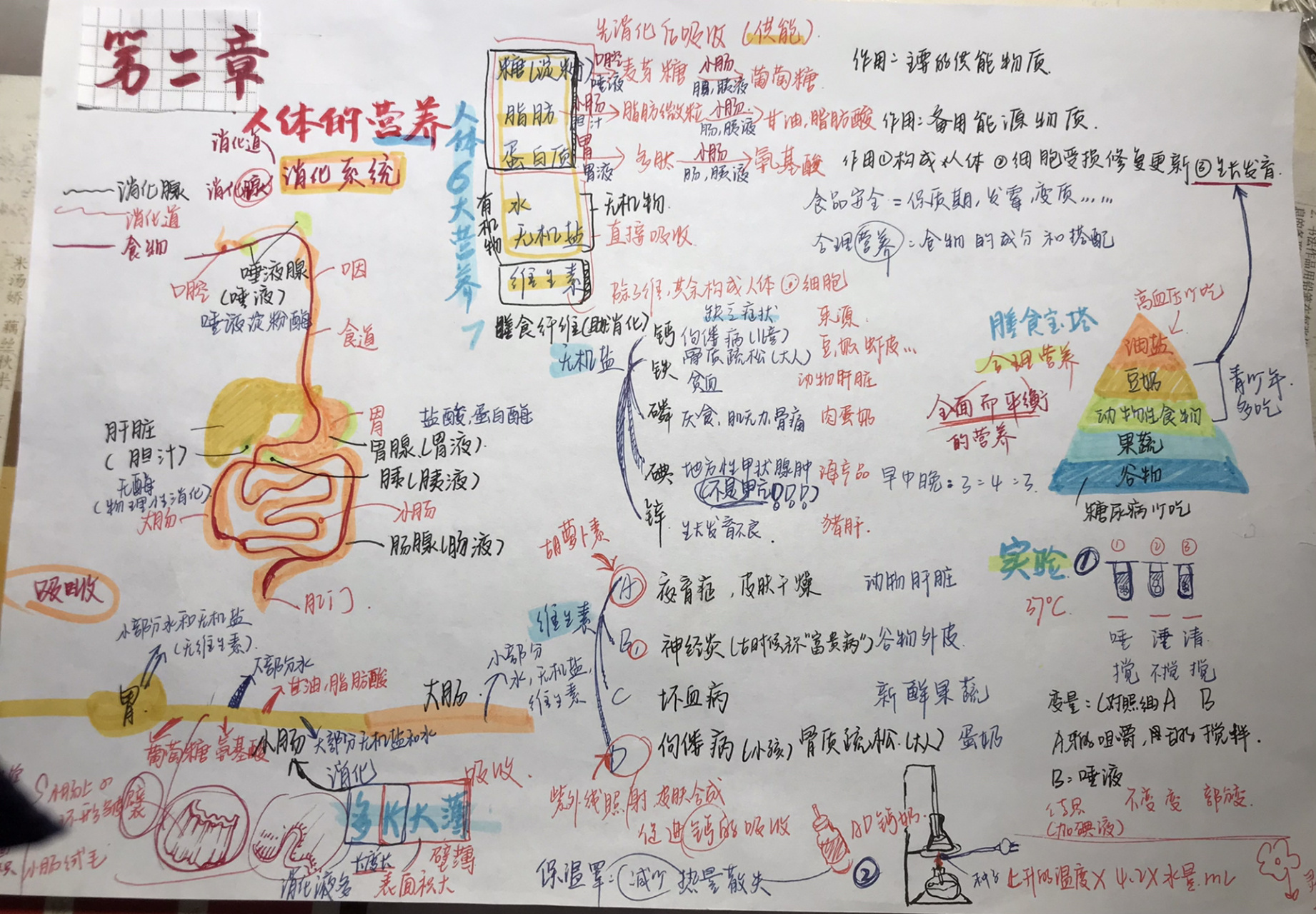 生物人的呼吸,消化思维导图