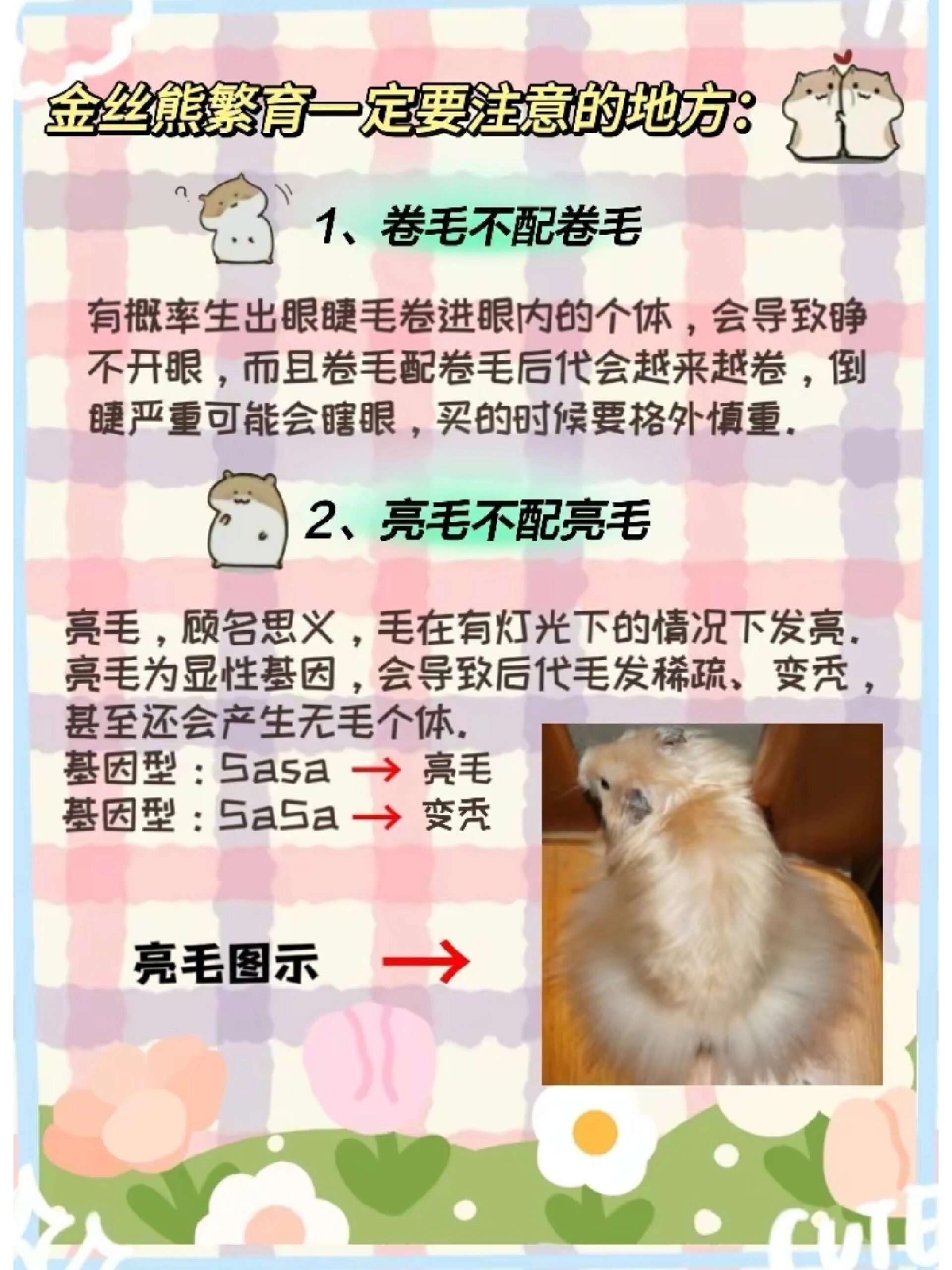 金丝熊繁育配对表 92配花色 繁育一定要遵守规则! 不要乱配!
