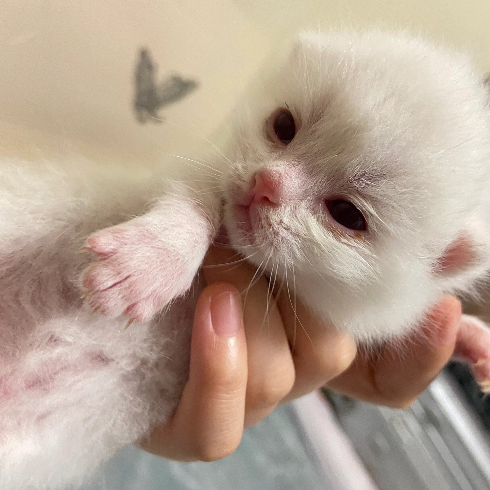 自家养的 放一万个心 活好种公!包配上!带稀释基因!