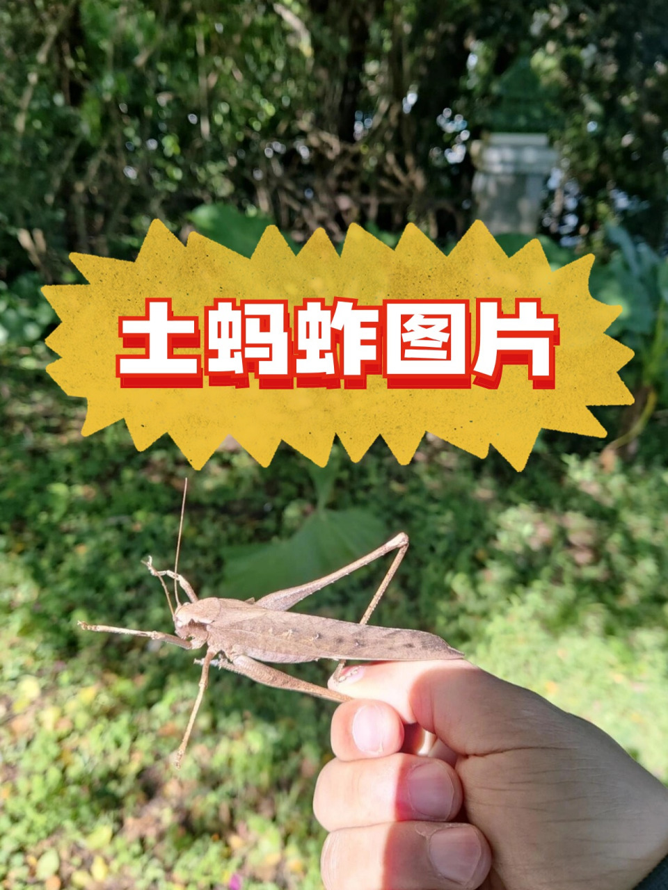 90 看这土蚂蚱图片,它们身穿绿色战袍,威风凛凛,仿佛是大自然的