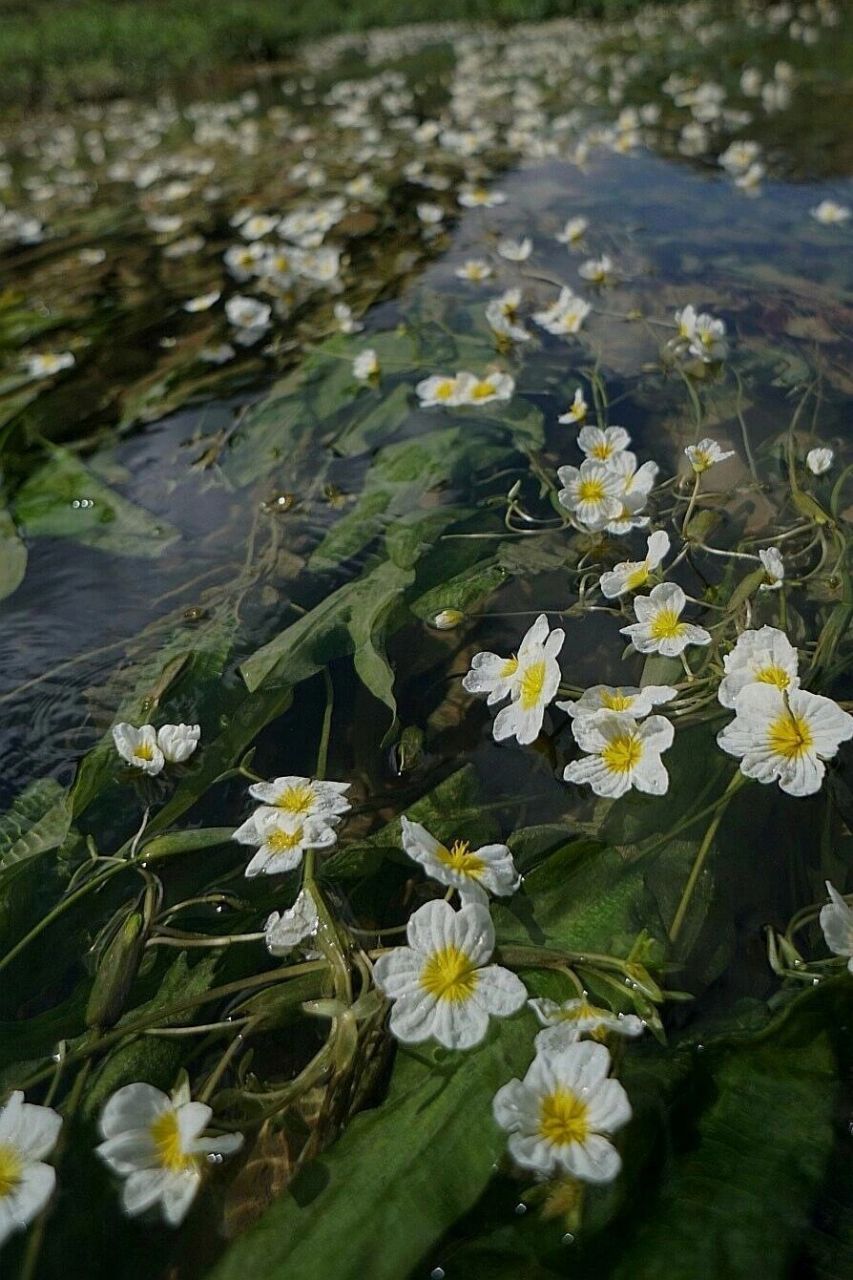 波叶海菜花图片