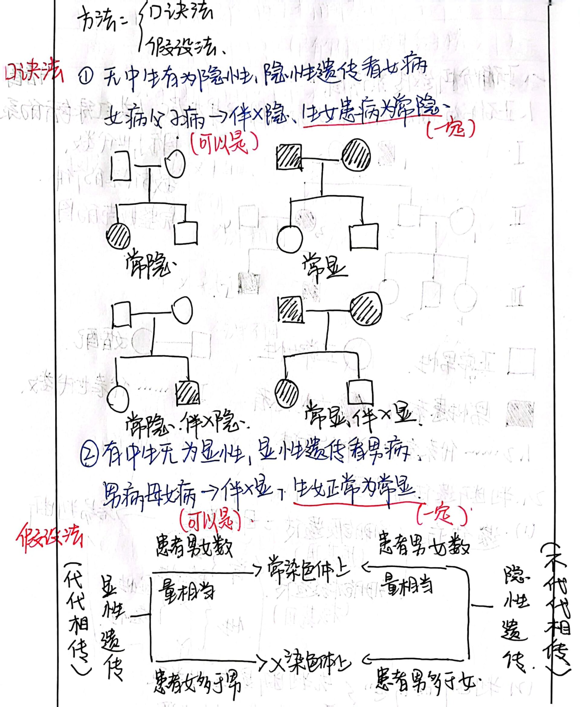 AA和aa杂交的遗传图解图片