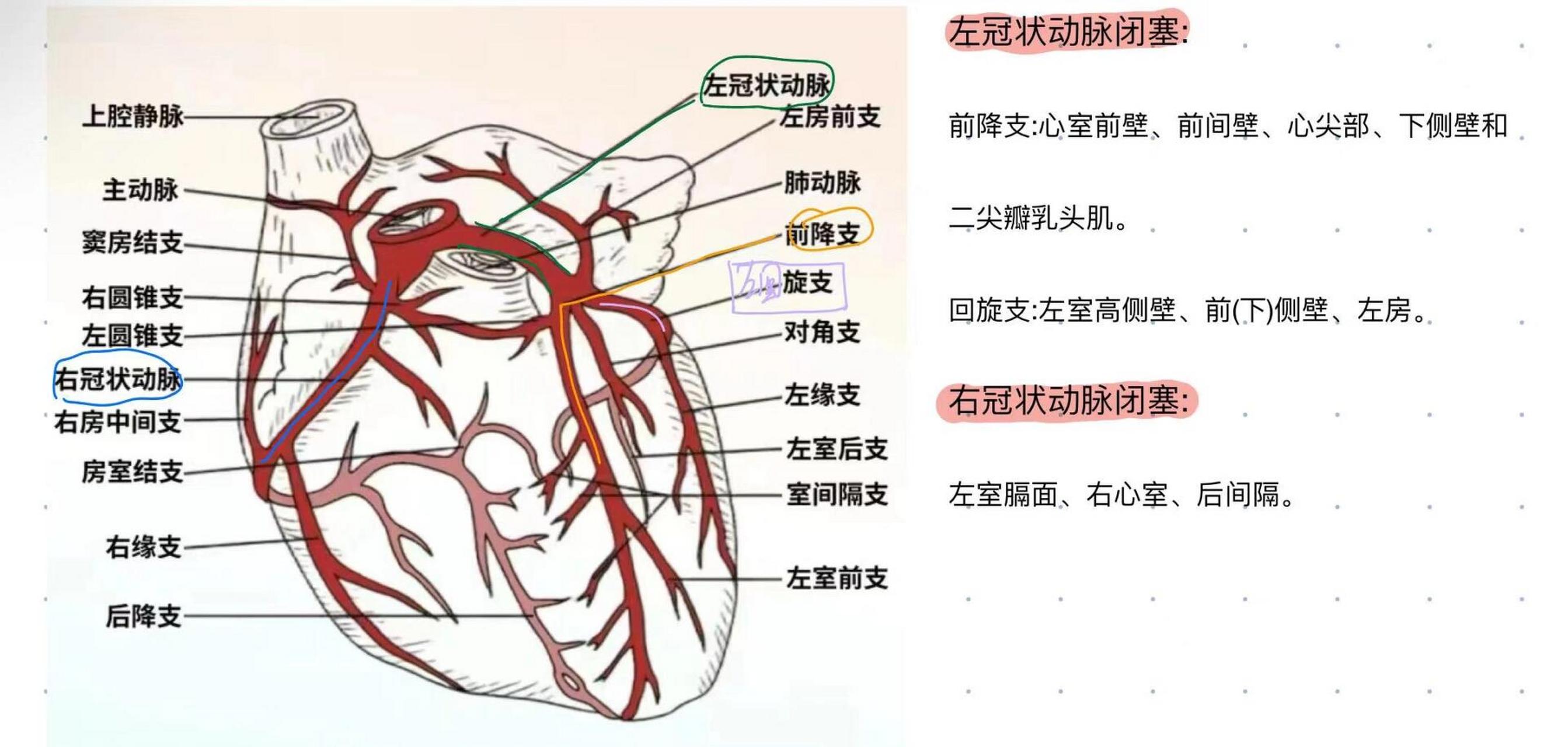 冠状动脉分布 冠状动脉分布 左冠状动脉前降支:左室前壁室间隔2/3心尖