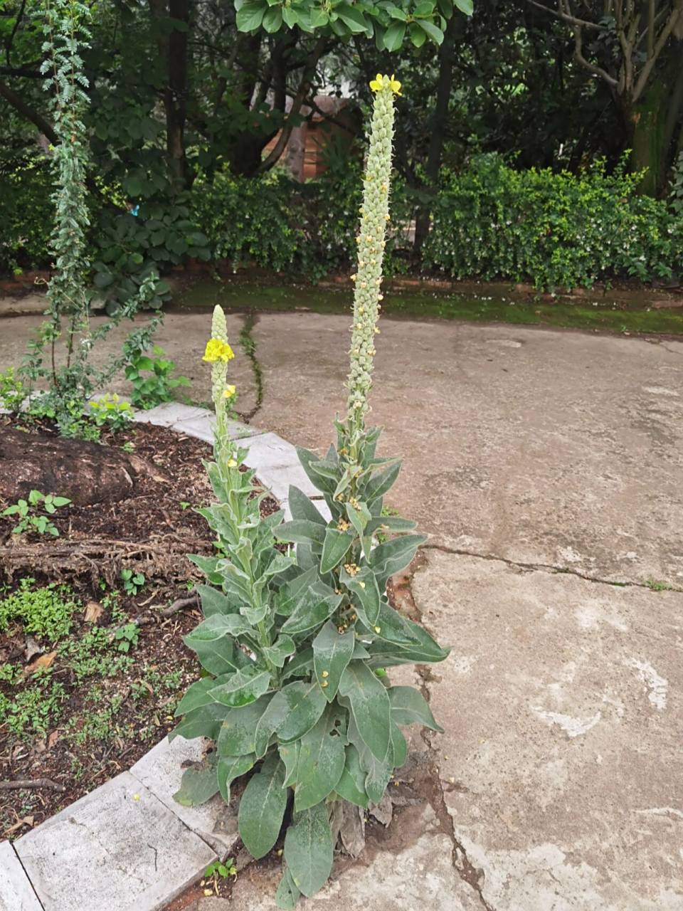 毛蕊花,又名一柱香 毛蕊花,中药名