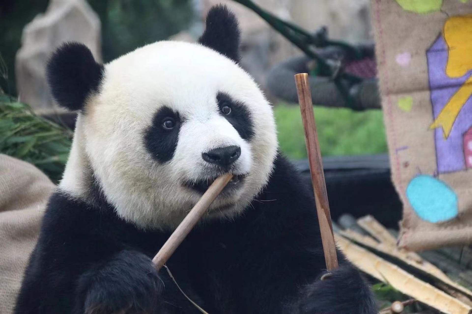 金虎被揍,那是凭实力挣来的  小时候,阮女士来看望飞云,金虎在阮女士