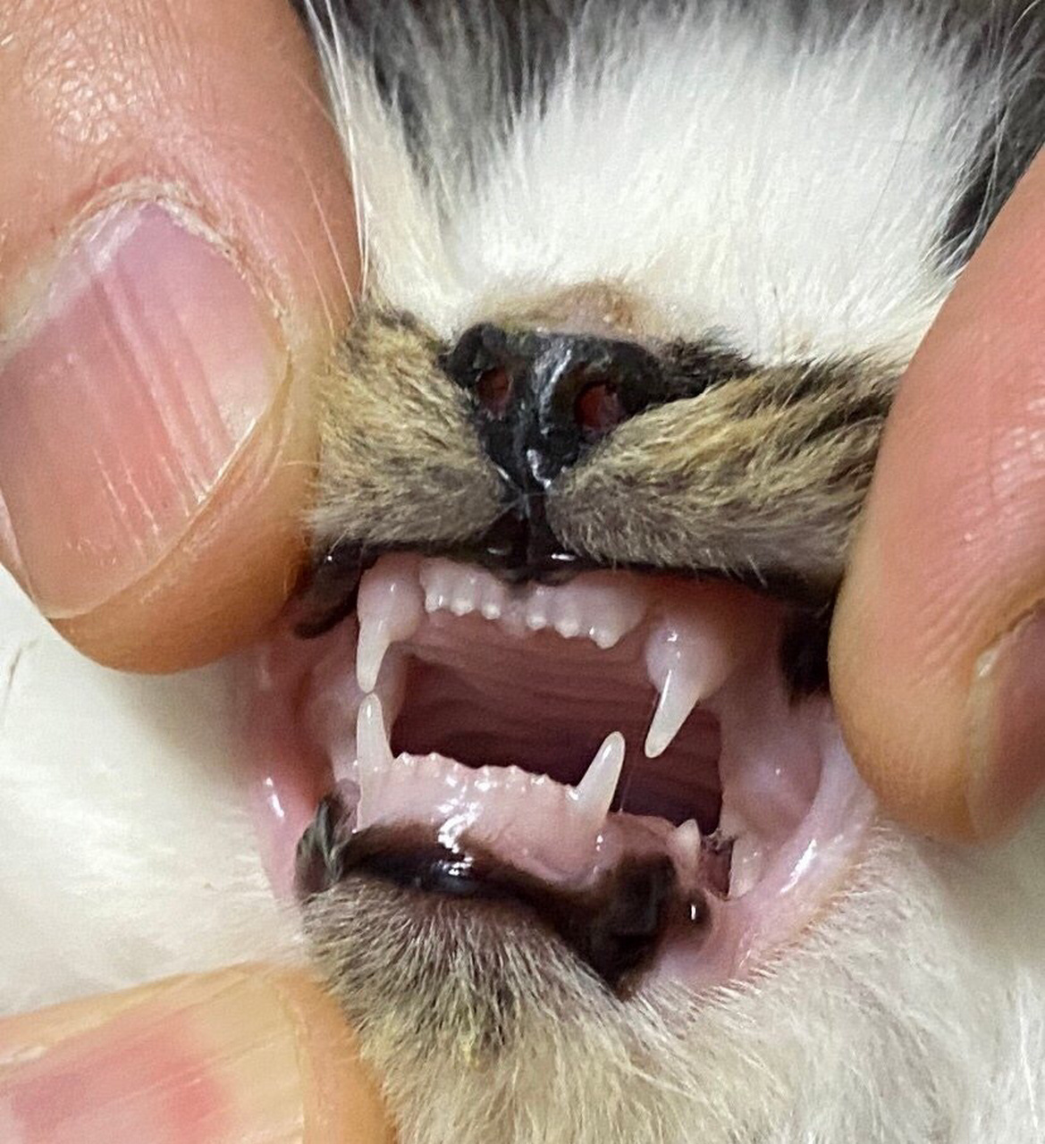 看猫咪牙齿分辨年龄～ 很多主人在接回一只小猫的时候并搞不清自己的