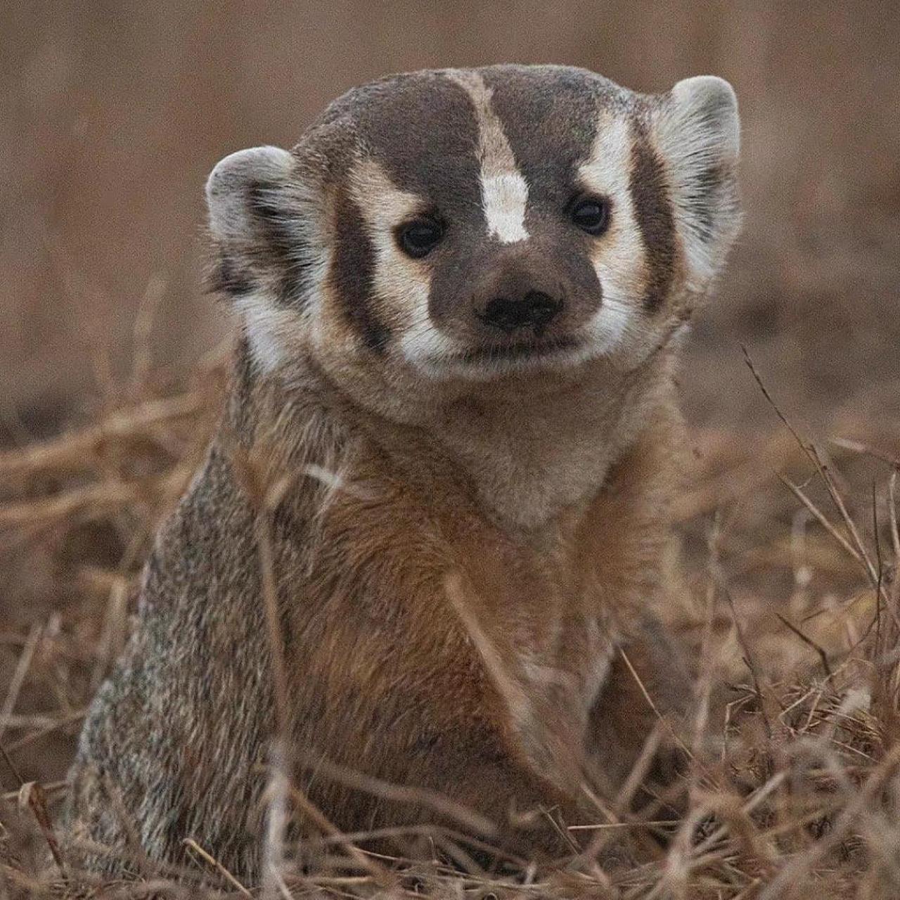 难得一见的美洲獾正面免冠照 上次发了个脏脏的美洲獾意外收获了1.