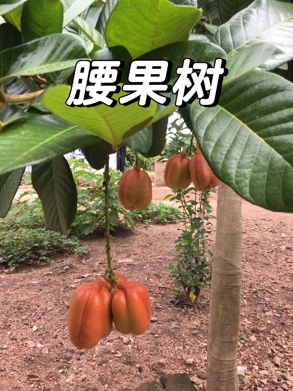 科特迪瓦2022年腰果产量预计占全球产量25% 腰果的原产国家在巴西