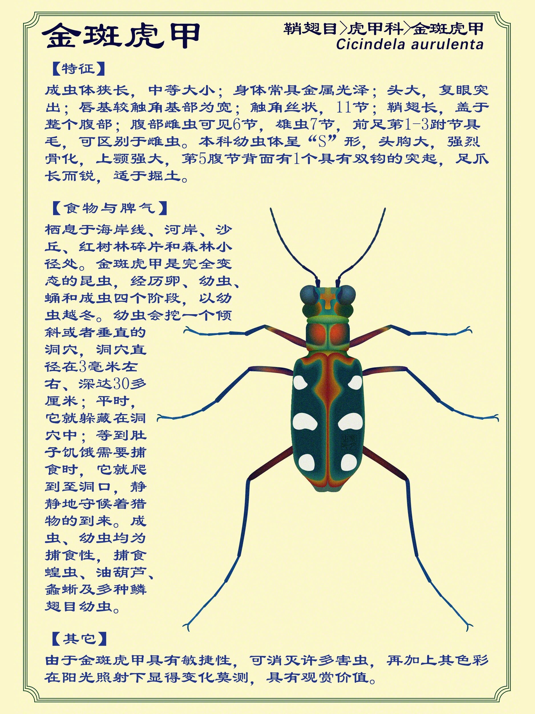 金斑虎甲 p1:这张先画到这里了 p2:早前遇到的一只虎甲 🎨 绘图笔记