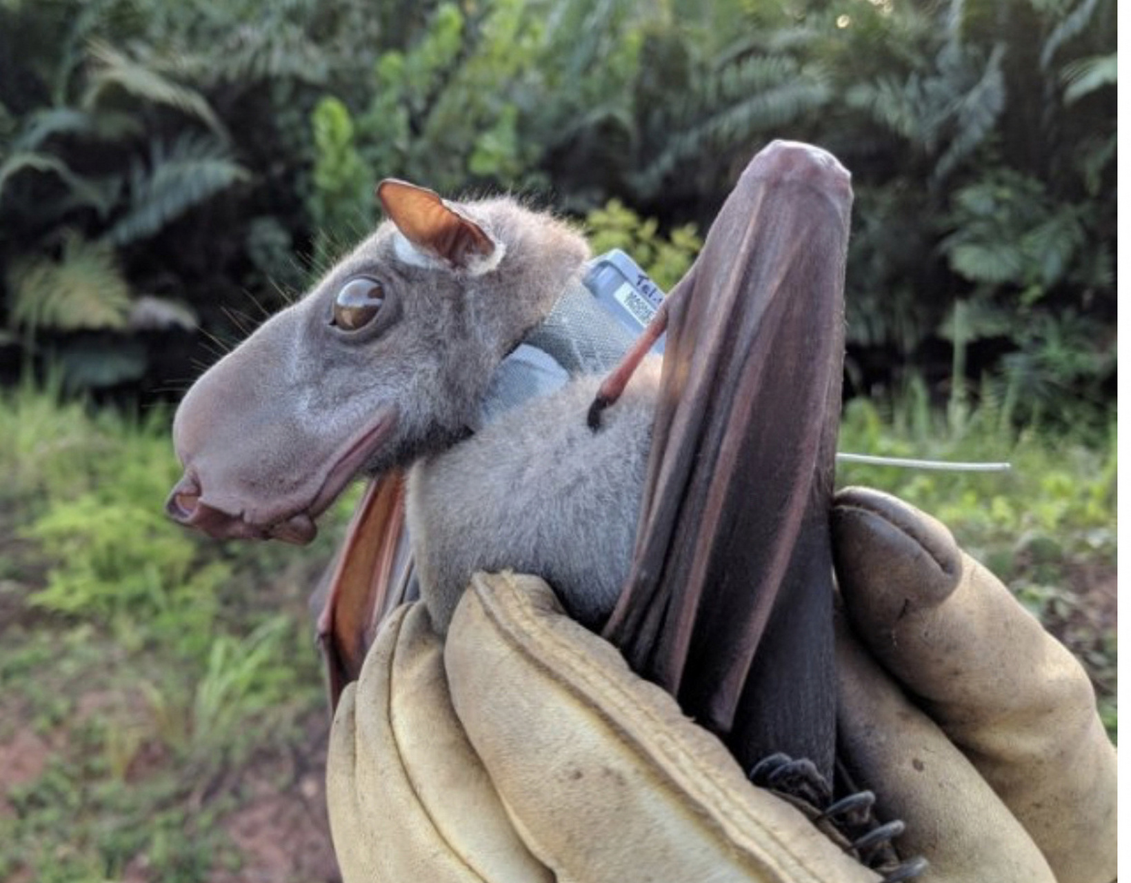 锤头蝠—-世界上最大的蝙蝠之一0909 它们不是怪物9797取材于