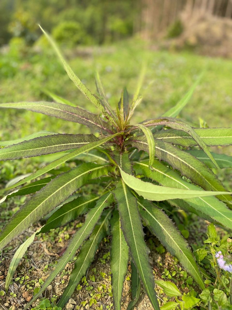 野生苦麦菜 看了好多野菜贴子,今天终于轮到我了,请问:图上是野生苦麦