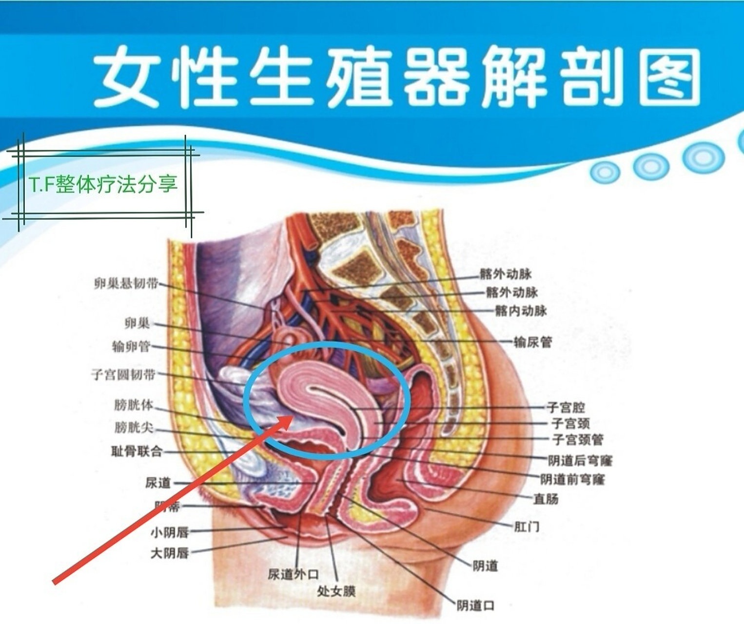 女性 可以通过自己每个月生理期"量"的多少,来了解自己的子宫是处于"