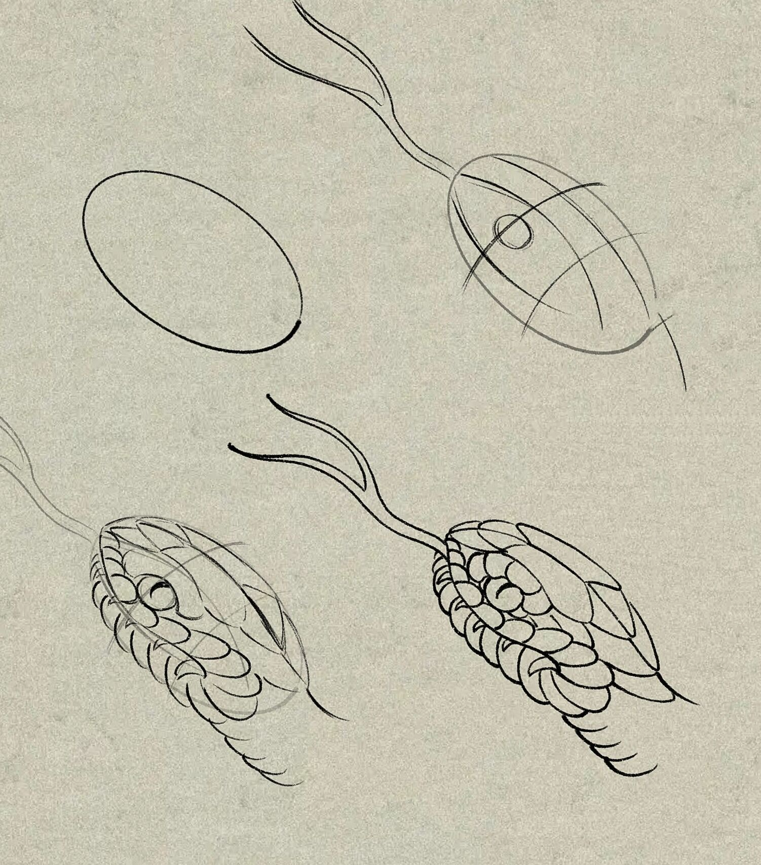 传统蛇头画法 个人见解 仅供参考@巧真大秀场的动态