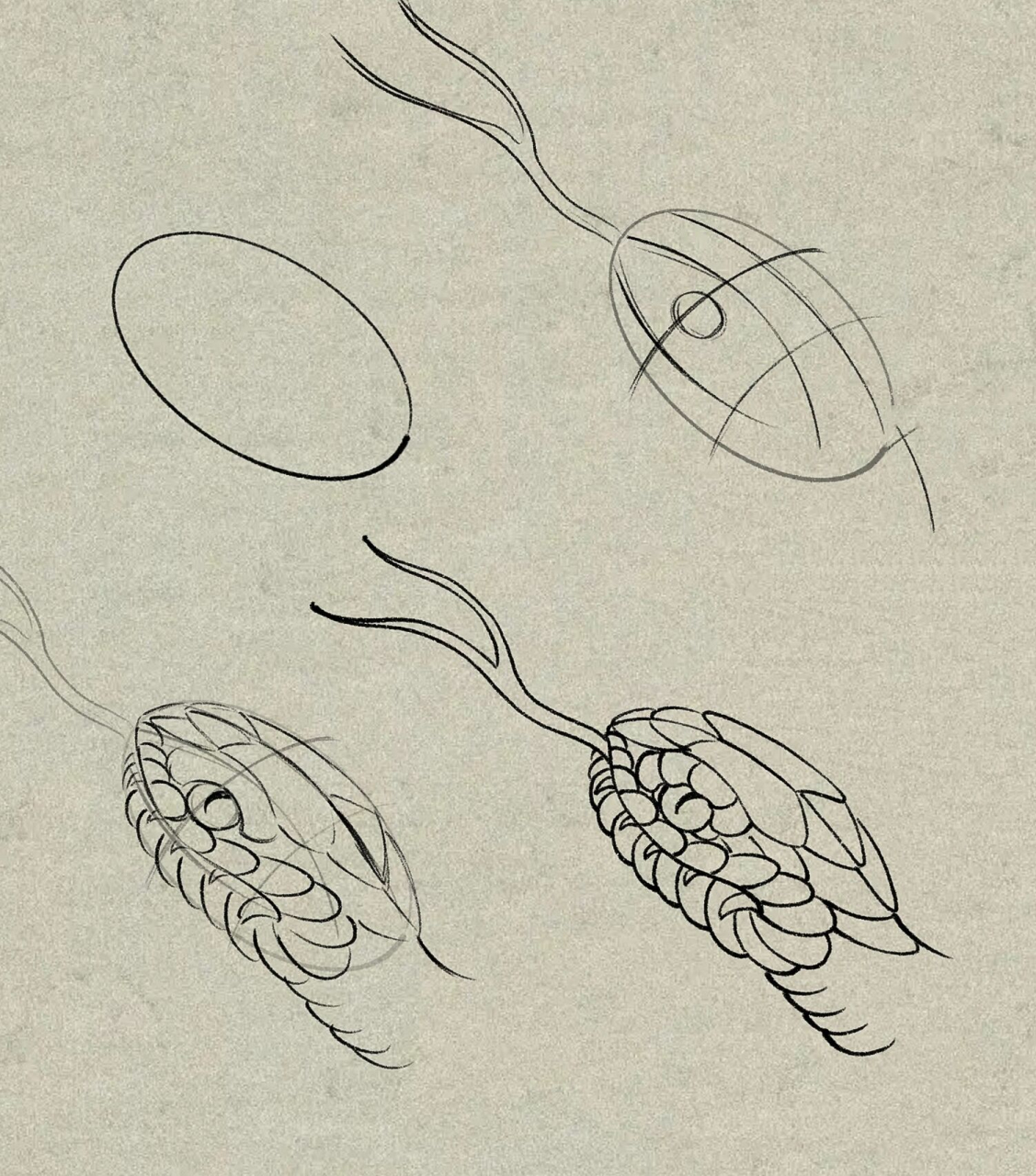 传统蛇头画法 个人见解 仅供参考