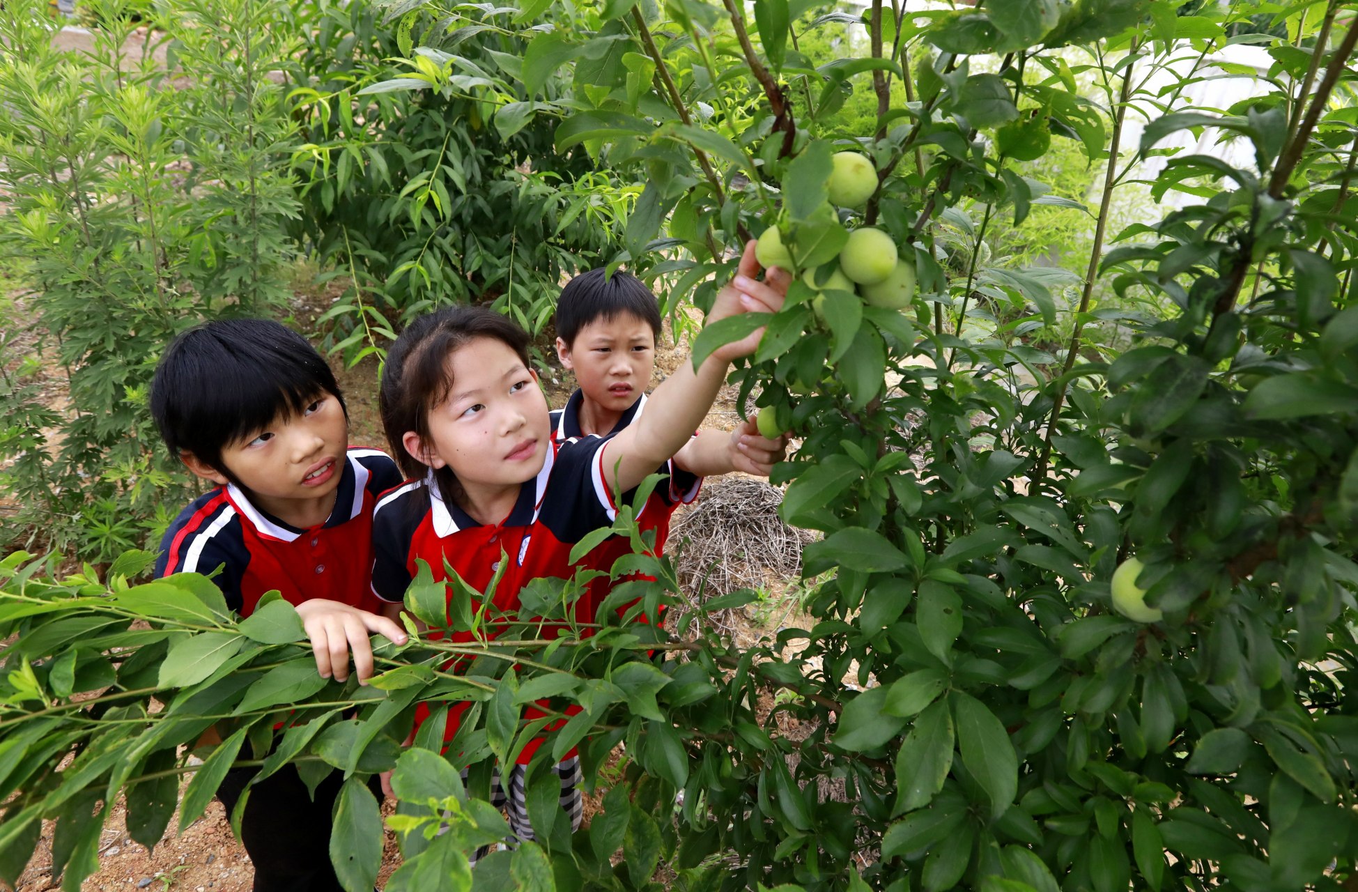 【校园农场收获忙】近日,湖北省十堰市竹山县麻家渡镇营盘河小学