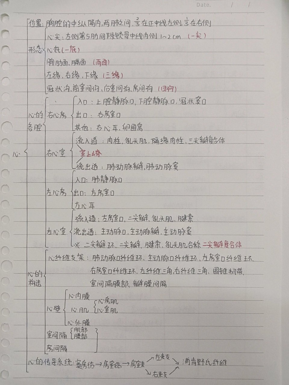 系统解剖学脉管系统,心血管系统思维导图