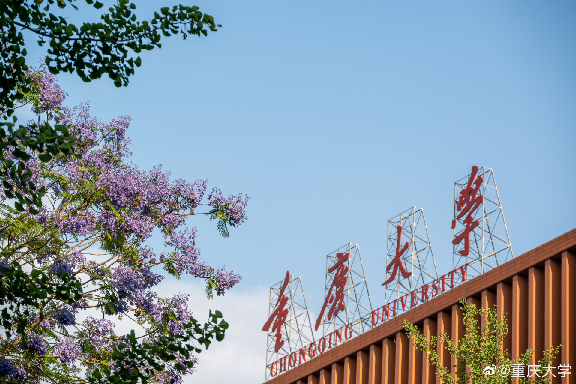 画说重大##重庆大学#   绚烂的蓝花楹竞相开放, 微风轻拂,花海涌动