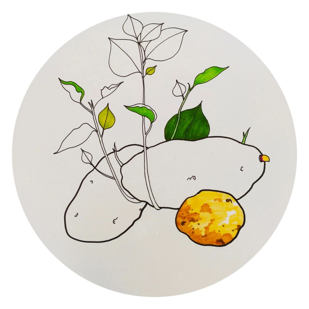 创意儿童画《发芽的土豆》 适合七岁左右的小朋友