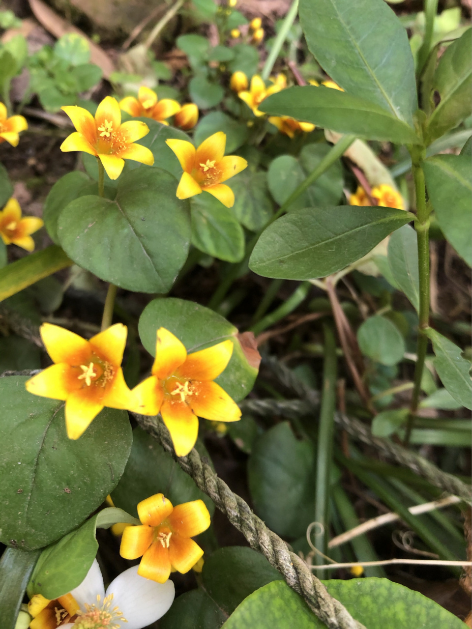 金钱草也可以开的这么惊艳 金钱草的花虽然很小,但是一片一片的在地上
