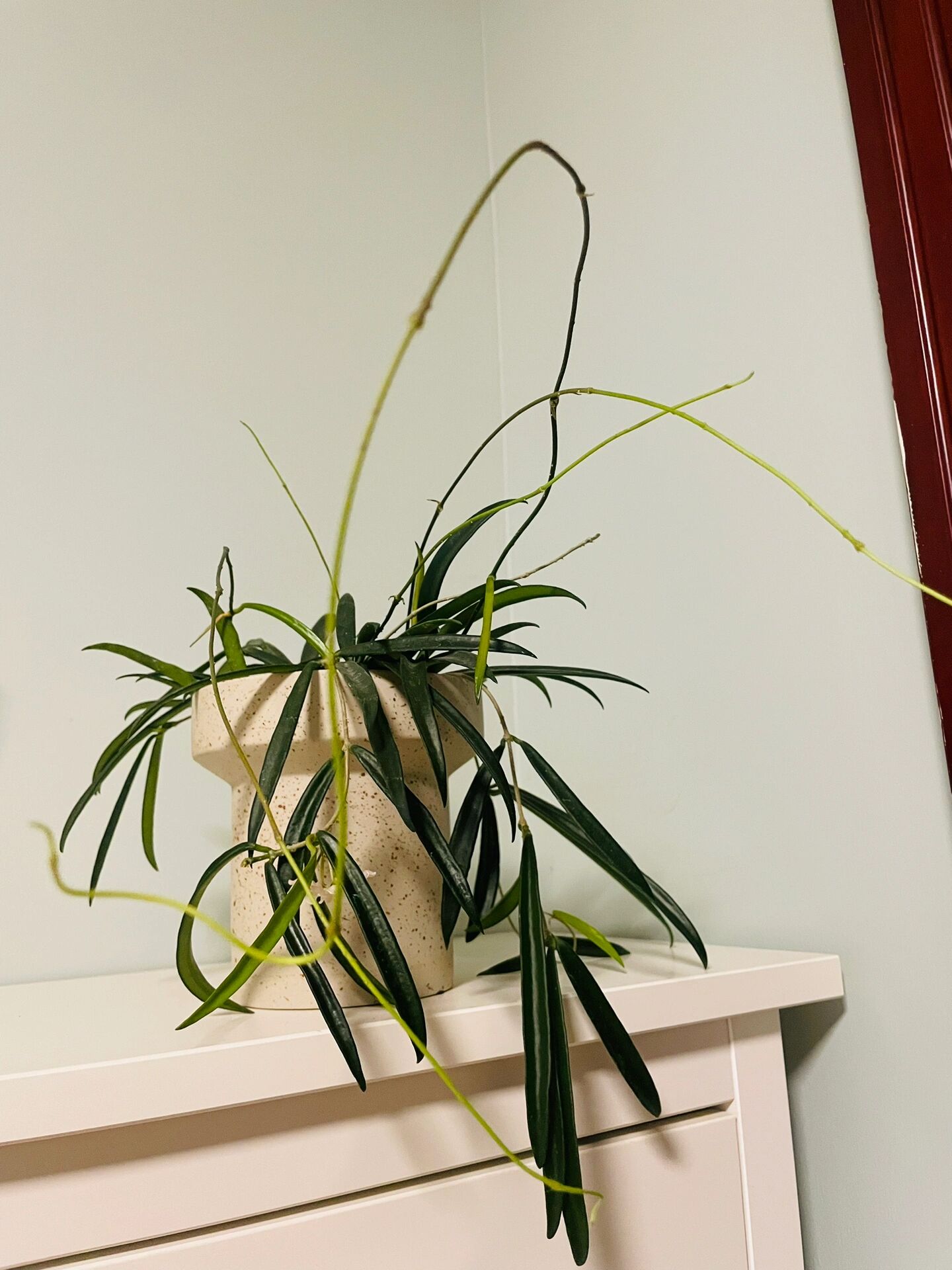 牧羊人球兰想开了 牧羊人球兰果然很爱开花 到家养了一个多月 居然