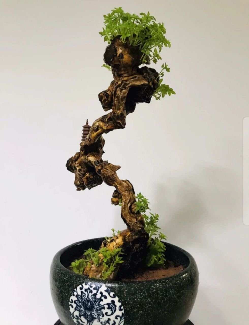 黄荆 黄荆盆景舍利镂空碳化老桩,尺寸大小见图,高度51厘米盆土上,根盘