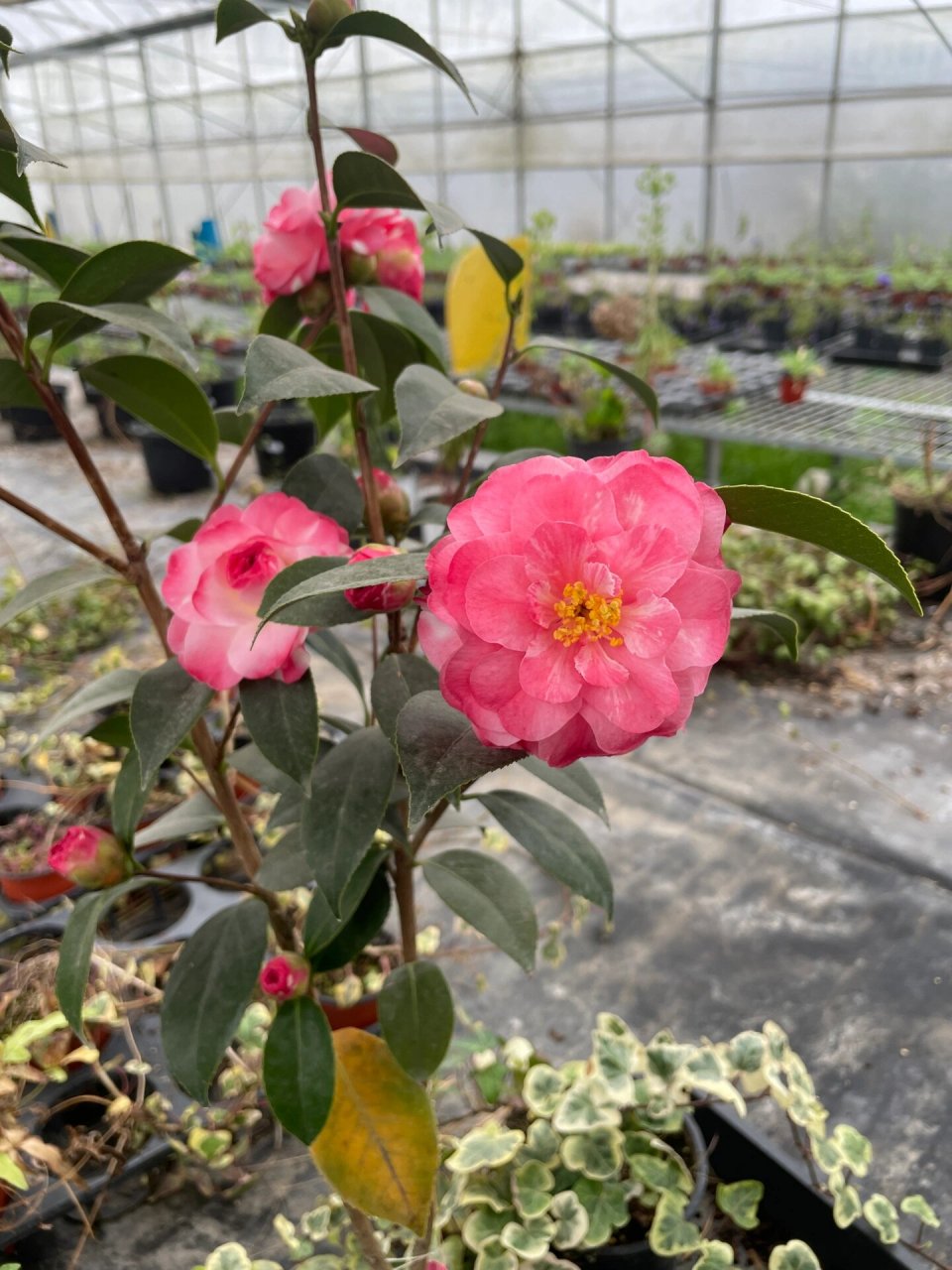 茶花 迷茫春天