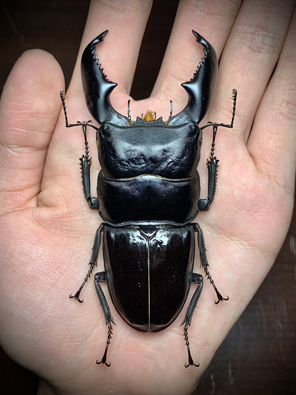 分享～苏门答腊巨扁 一只大个头比例很不错的苏[害羞]#标本# #甲虫