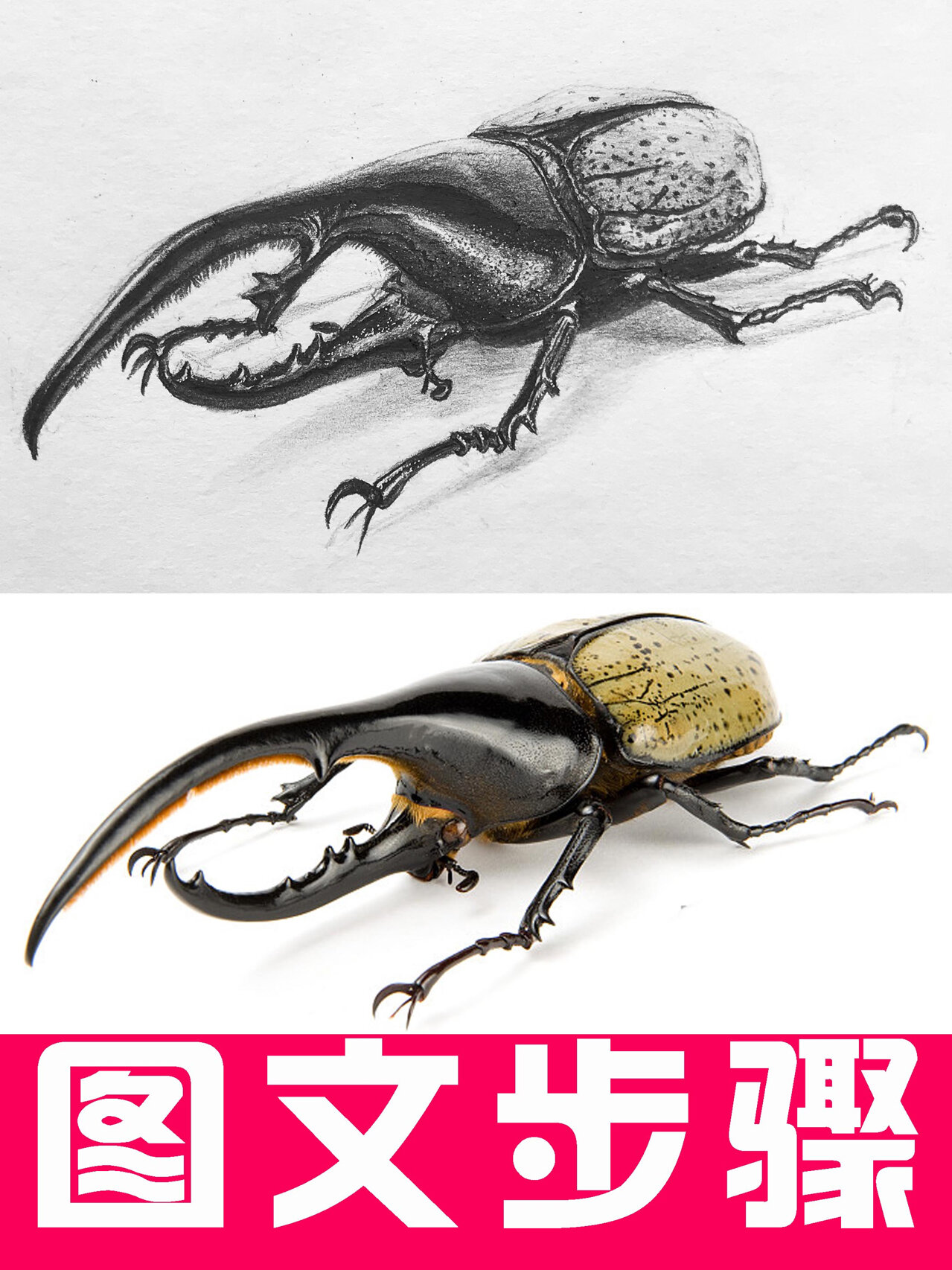 素描动物长戟大兜虫