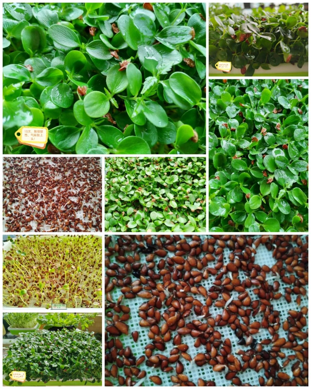 水培香椿芽苗 香椿芽苗是我种过的出苗最慢的芽苗菜,从泡发到长出真叶