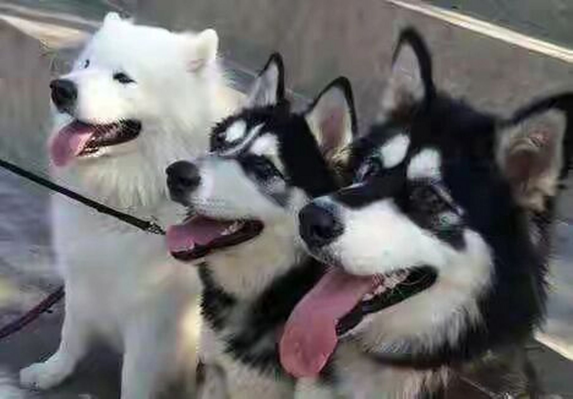 狗界"四疯三傻"有哪些?