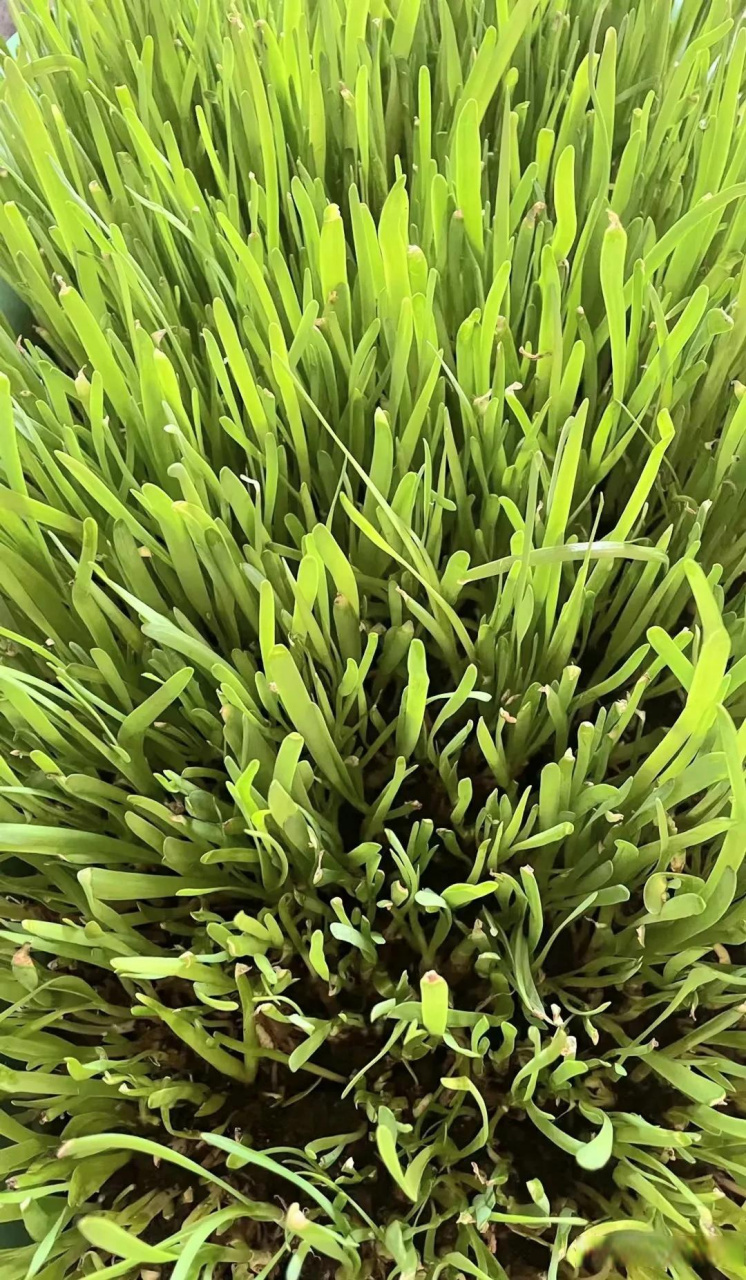 a股"韭菜"说,有感于养韭菜  自己在家里盆养了韭菜,平均半个月收割