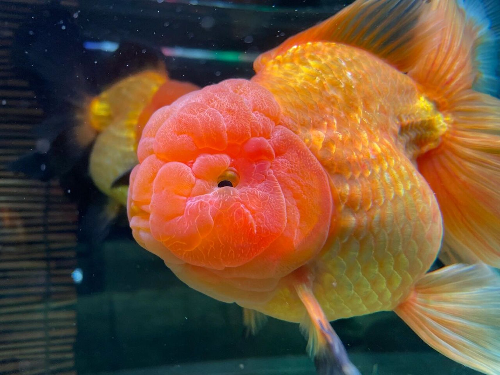 狮子头金鱼 憨态可鞠,让我想起了肥美一词,老祖先咋就培育出这些