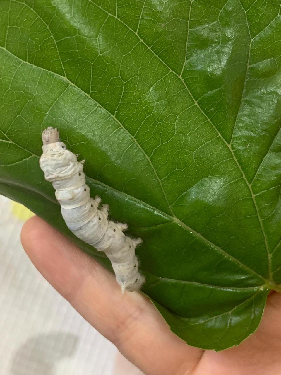 第一次养蚕不懂,刚开始的时候没太注意他们蜕过几次皮,所以不知道