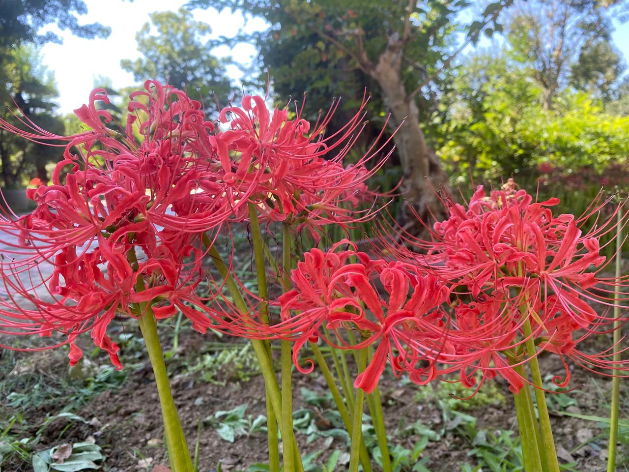 传说彼岸花是开在黄泉路上唯一的花,也被世人称作黄泉之花.