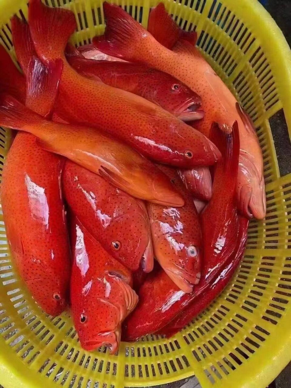 哇啊 火红色的鱼你见过吗 红红火火东星斑 肉质鲜嫩 刺身,简单的烹饪