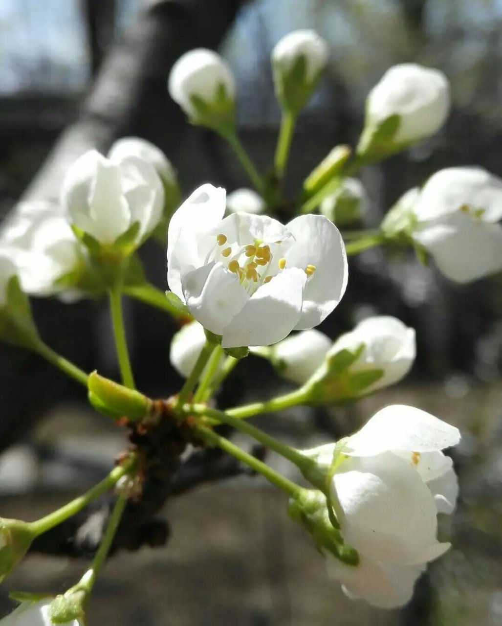 每日一花(李花) 李花 学名:prunus02l.